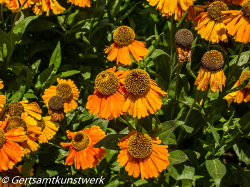 Big orange flowers