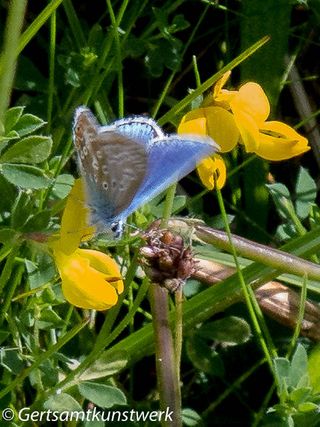 Common blue