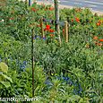 Olympic flowers