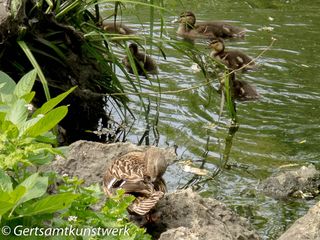 Ducklings