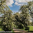 Tree lined avenue