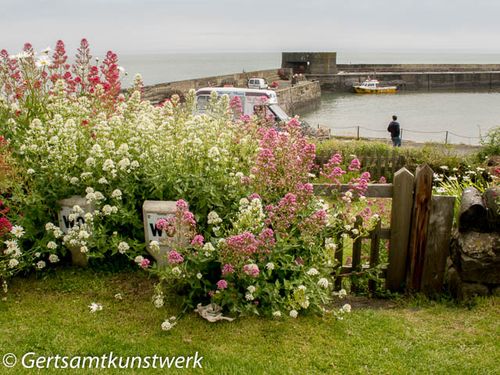 Flowers at Harbour