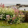 Flowers at Harbour