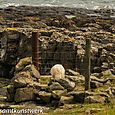 Sheep on the rocks