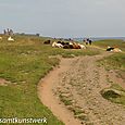 Castle and cattle