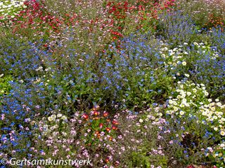 Dainty flowers