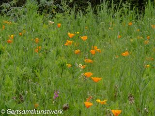 Meadow