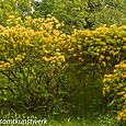 Yellow rhodos