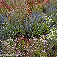 Dainty flowers