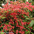 Rhododendron or azalea