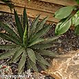 Agave