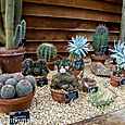 Cacti