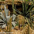 Phallic cacti