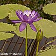 Water Lilies