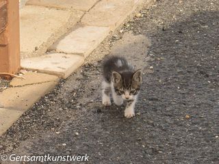 Feral kitten