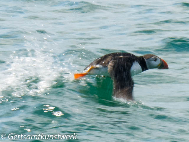 Flying puffins