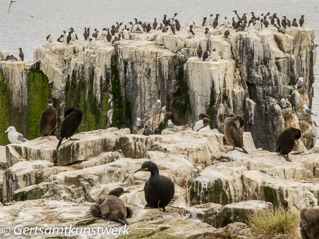 Shags and cormorants