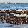 Basking seals