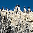 Clifftop cormorants