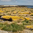 Lichen on Staple Island