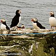 Puffins on the rocks