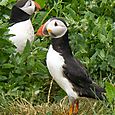 Puffins