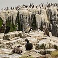 Shags and cormorants