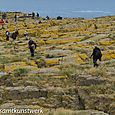 Staple Island