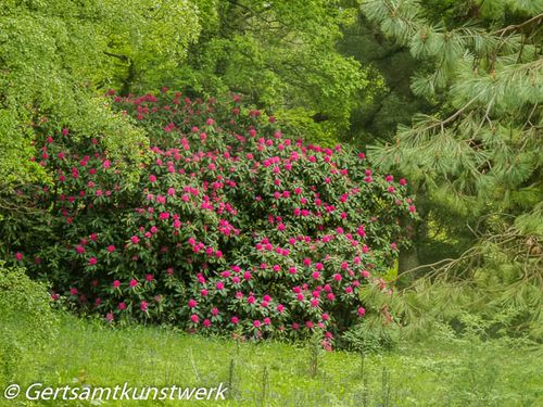 Pink rhododendrons