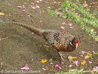 Pheasant again