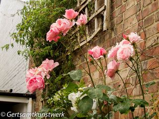 Pink roses