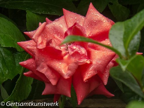 Pink rose in the rain