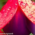 Fuschia close up