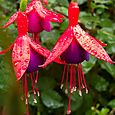 Fuschia with droplets