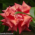 Pink rose in the rain