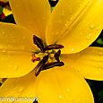 Stamen and raindrops