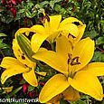 Yellow lily