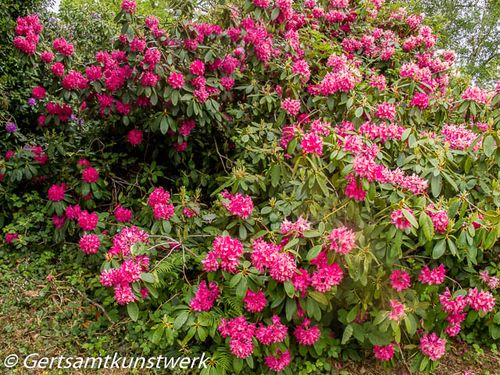 Pink rhododendrons