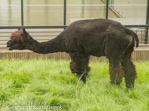 Smelly alpaca