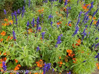 Purple and orange