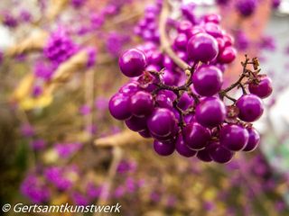 Purple berries