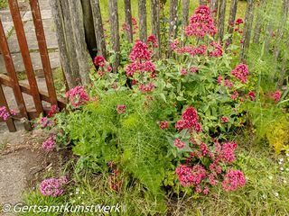 Valerian