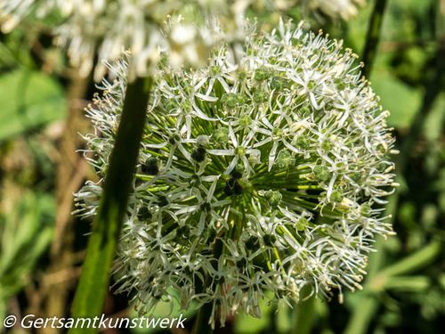 Allium head