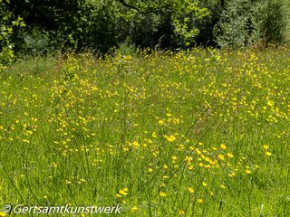 Buttercup meadow