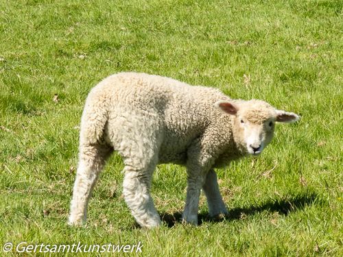 Lamby lamb