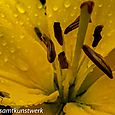 Stamen fly and raindrops