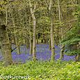 Sea of bluebells