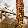 Catkin