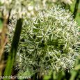 Allium head