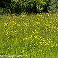 Buttercup meadow